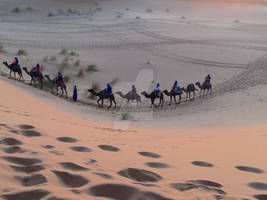 Sahara Camel Caravan