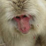Jigokudani Snow Monkey Profile