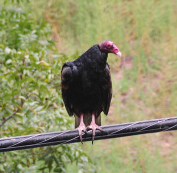 Vulture Landed in Front of My Window