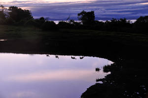 Kenya Silhouette Reflection Antelopes Sunrise