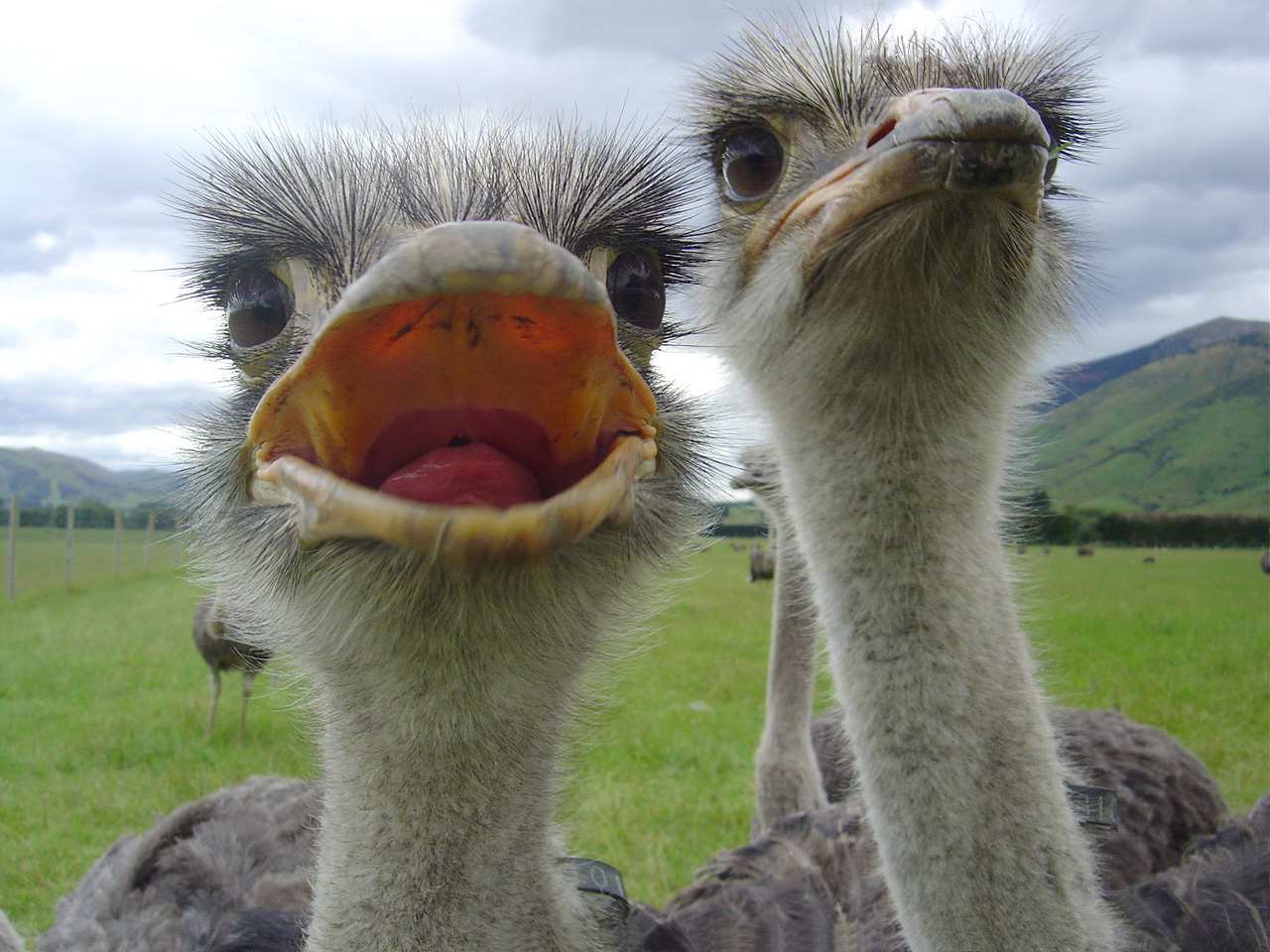 Open Mouthed Ostrich