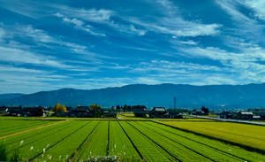 Kanazawa Rice Paddies