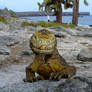 Yellow Faced Iguana