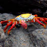 Red and Yellow Crab