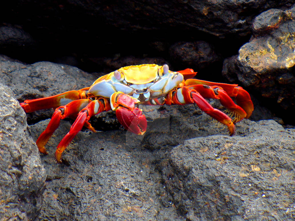 Red and Yellow Crab