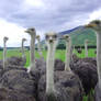 New Zealand Ostriches