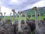 New Zealand Ostriches by AndySerrano