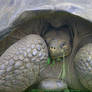 500 Pound Shy Tortoise