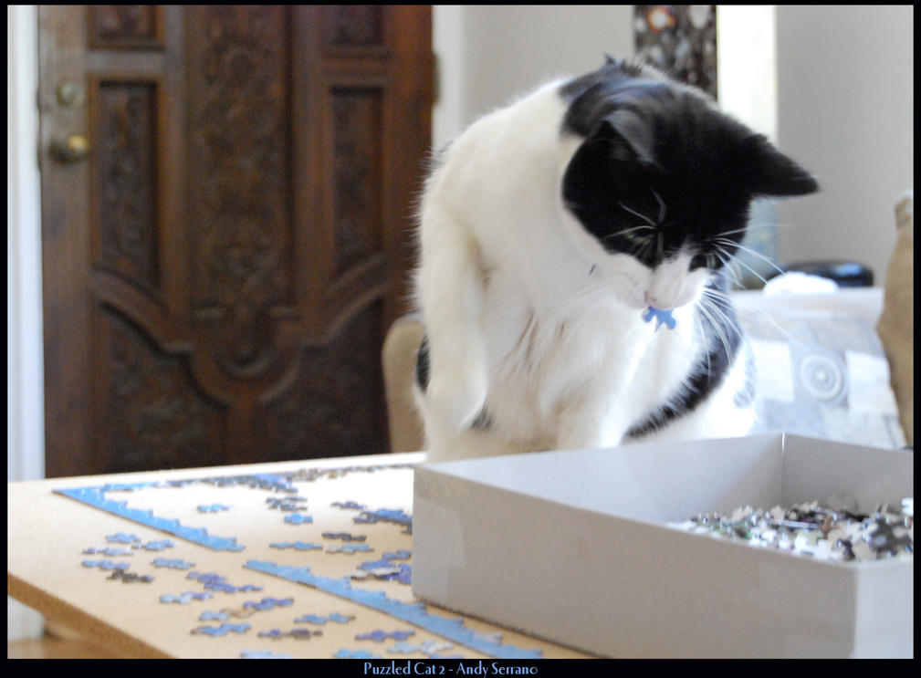Puzzled Cat by AndySerrano on DeviantArt