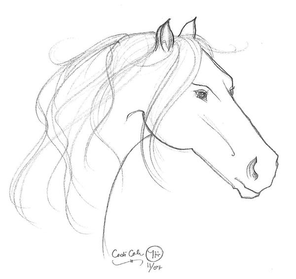 Horse Head Sketch by iluvobiwan91 on DeviantArt