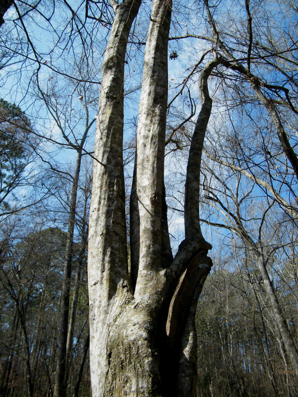 Louisiana- Three-fingered Tree