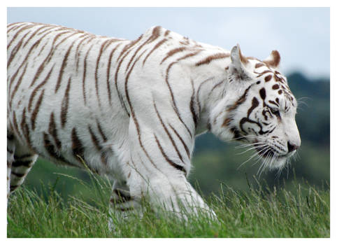 White Tiger 3