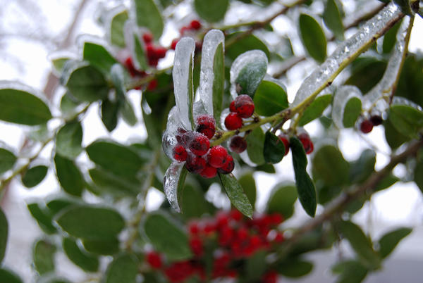 Icy holly leaves and berries