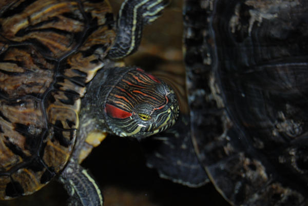 Red-eared Turtle