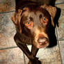 Chocolate Labrador: Huh?