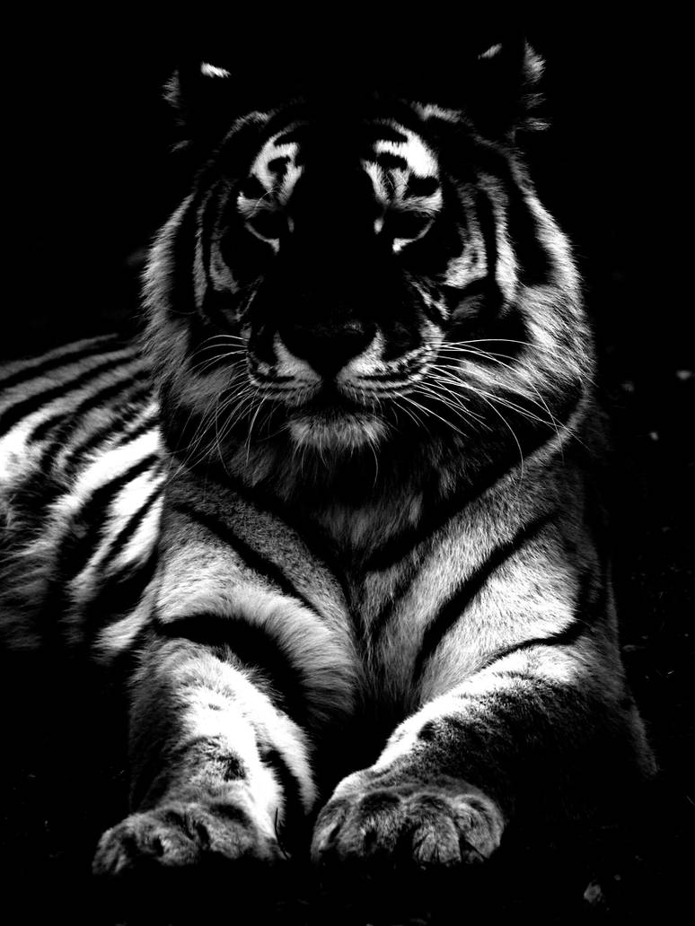 Аватарка на телефон самсунг. Черный тигр Кишан. Тигр черно белый. Тигр на черном фоне. Тигр на черном фоне рисунок.
