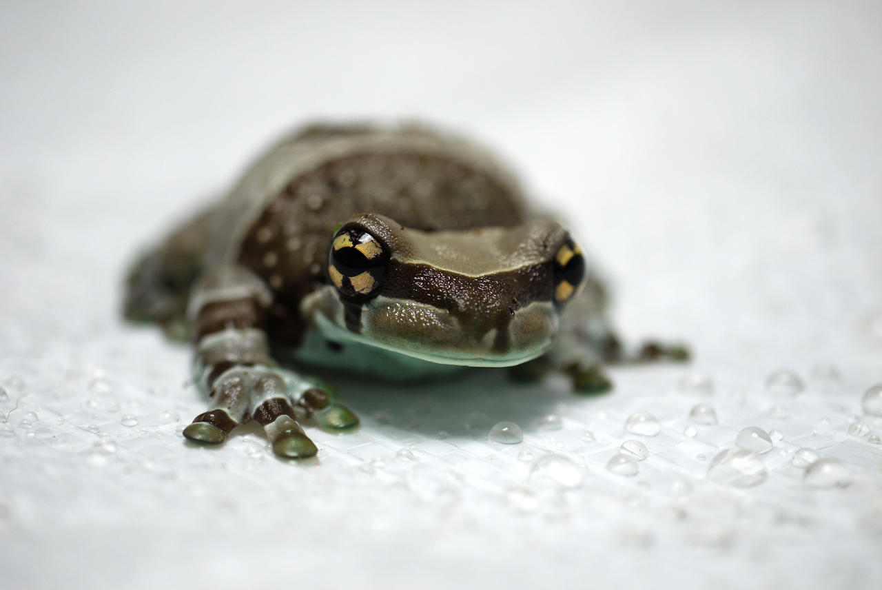 Cheddar (Trachycephalus resinifictrix)