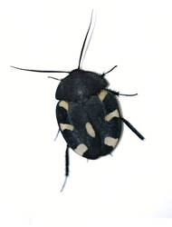 Domino Cockroach (Therea petiveriana)