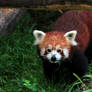 Red Panda