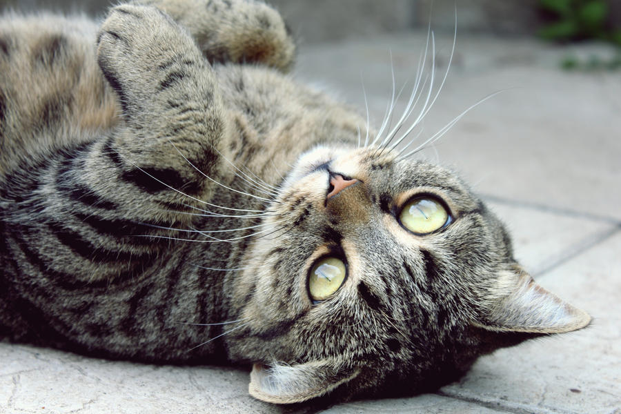 Best Cat Trees for Large Cats Best Cat Trees for Large Cats