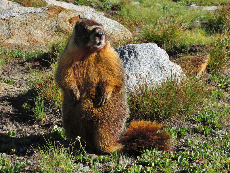 Yellow-bellied Marmot