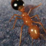 Ant