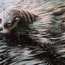 Eurasian Otter