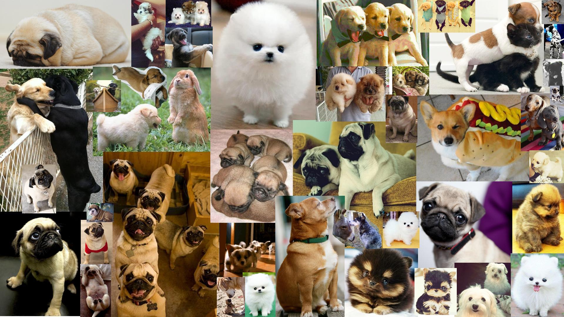 Dog Wallpaper Puppy Collage - PetsWall