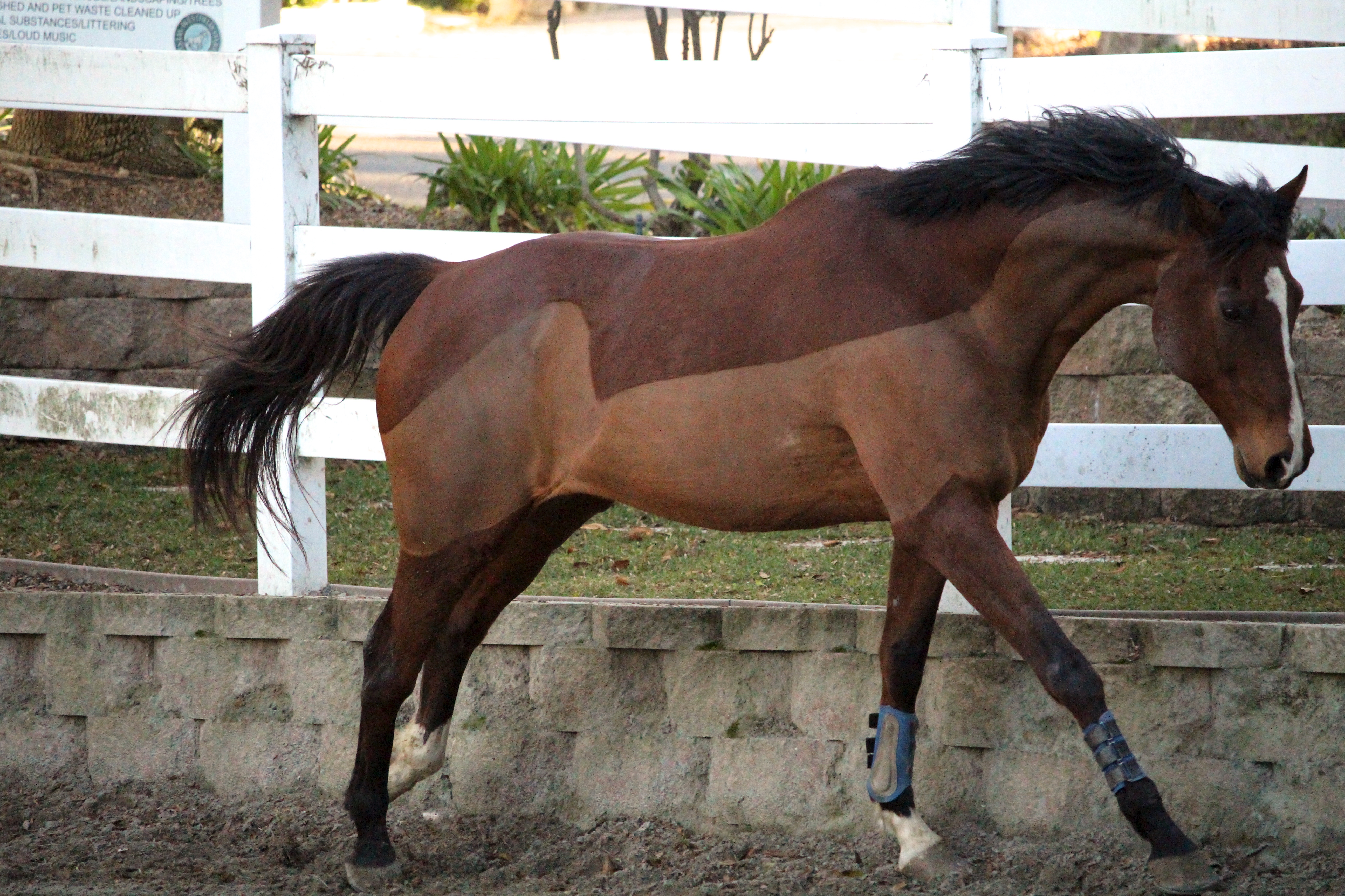 Awkward Canter Horse Stock [no rider]