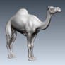 Camel vb