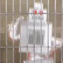 Sex Robot