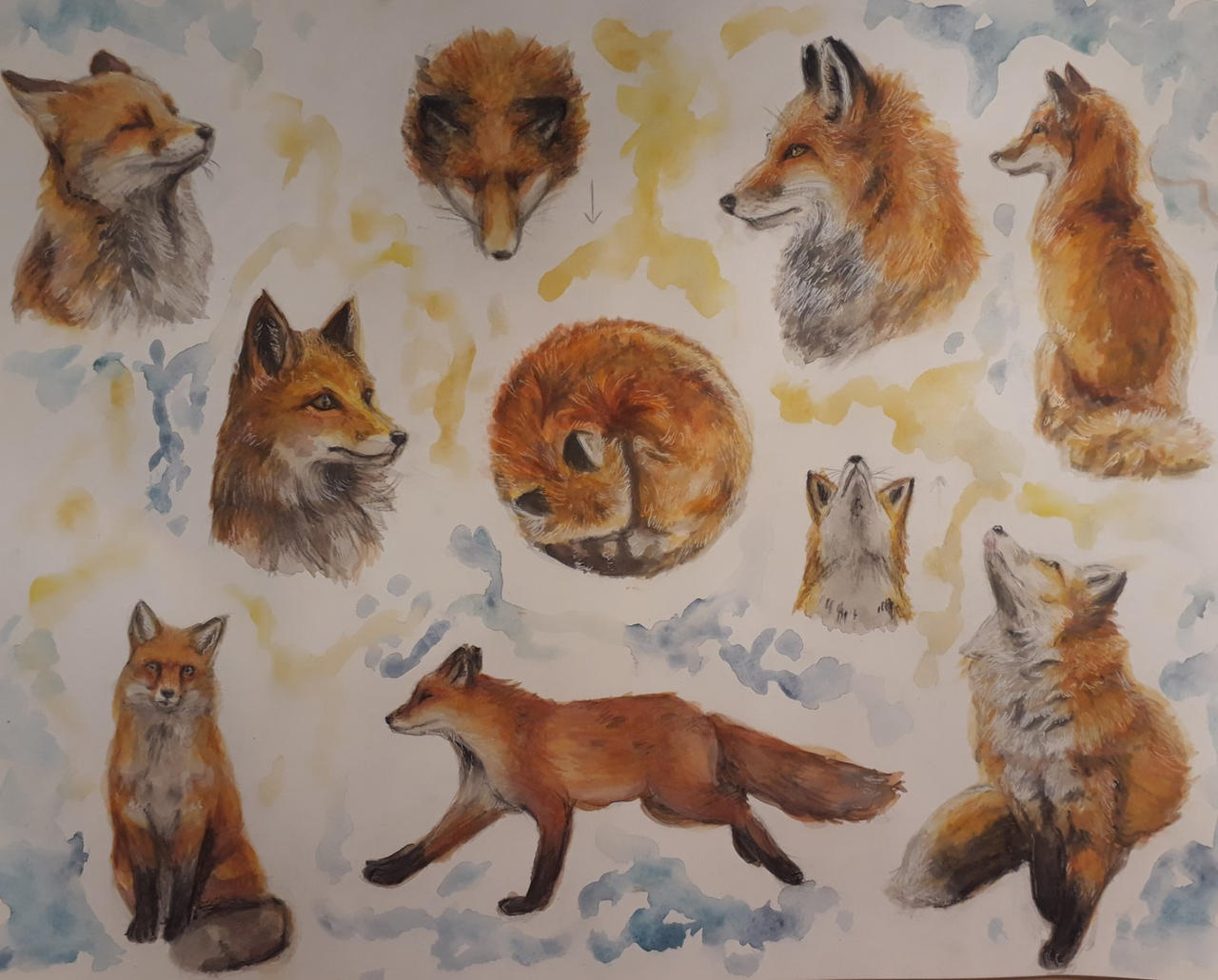 Fox Study Chart Fox study Finished by Adlim8 on DeviantArt