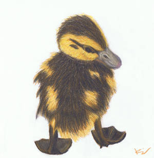 Duckling