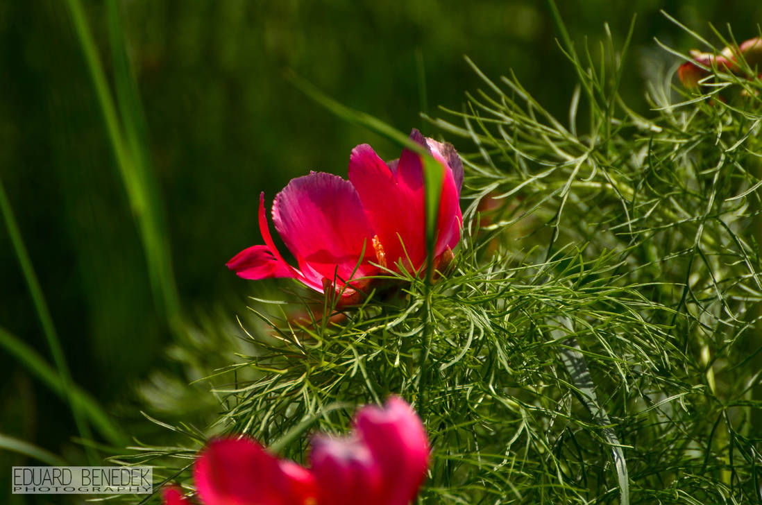 Steppe Rottgering Steppe peonies by eduardbenedek on DeviantArt