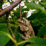 Tree Frog