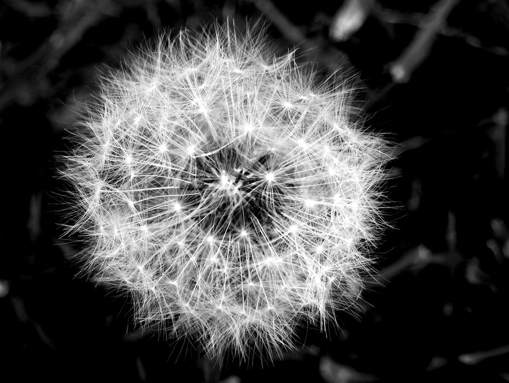 Black and White Dandelion