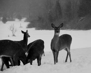 Deer (B/w)