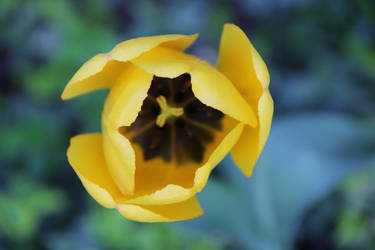 Tulip