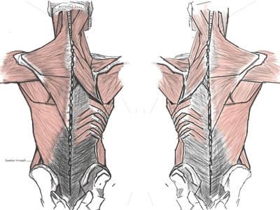 Subhuman Back Human Anatomy - Back by antillaj0125 on DeviantArt