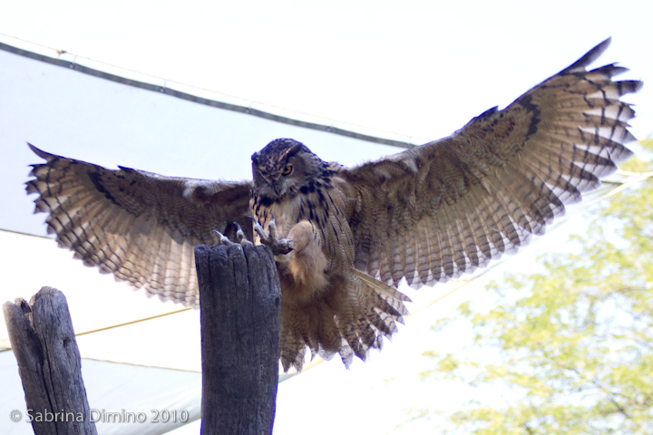 Clear for Landing