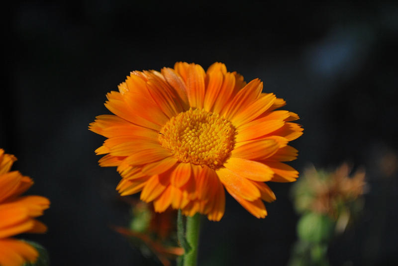 marigold