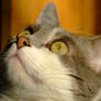 Sister's Cat 20100119