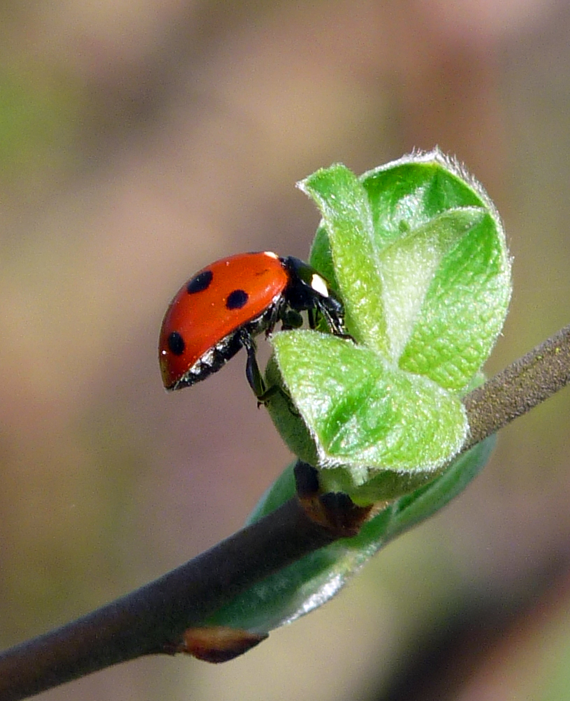 Ladybird