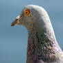 Close Up Of Rock Dove