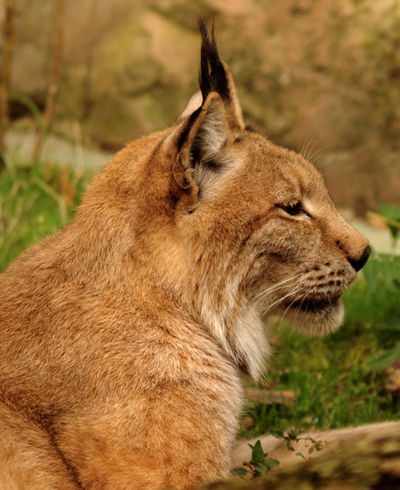 European Lynx 002a