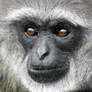 Javan Gibbon 001