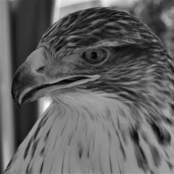 Animal Portraits - Hawk 001