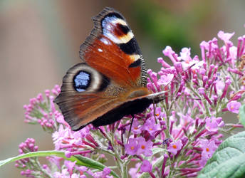 180130 - Peacock Butterfly 001