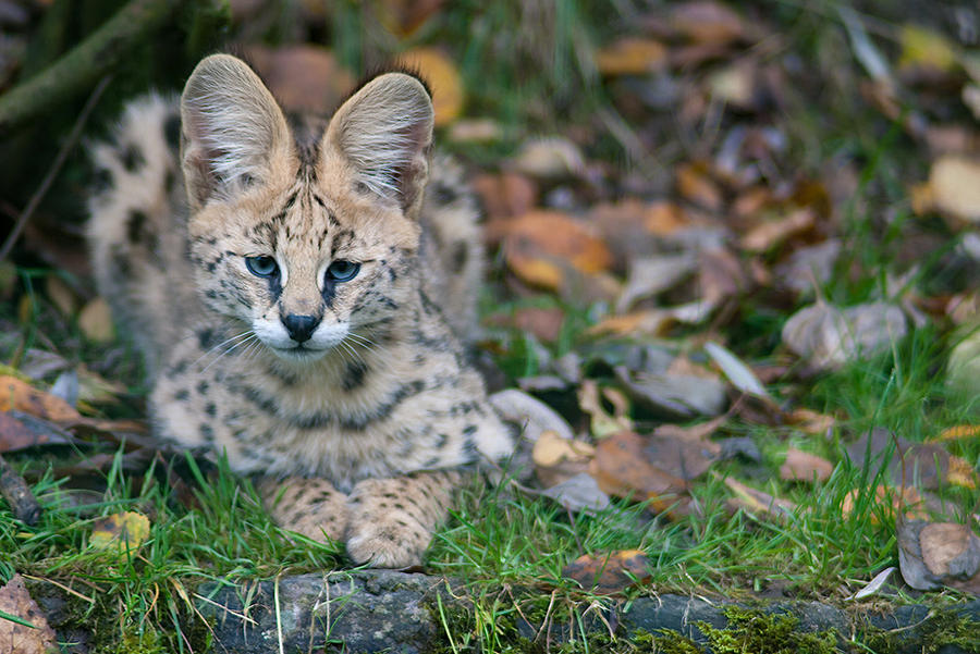 Blue-Eyed Kitten by darkSoul4Life