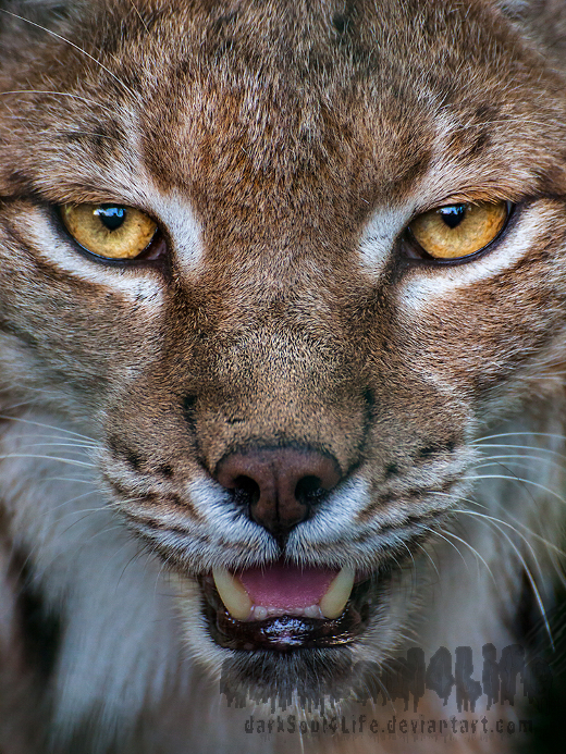 Within the eye of the Lynx